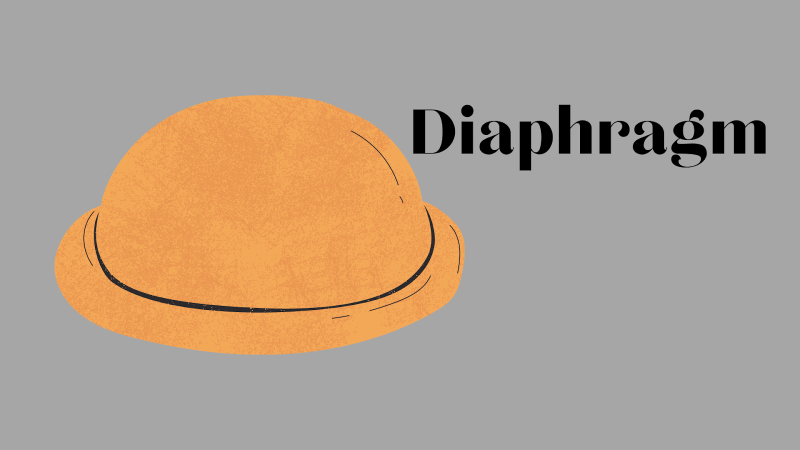 diaphragm