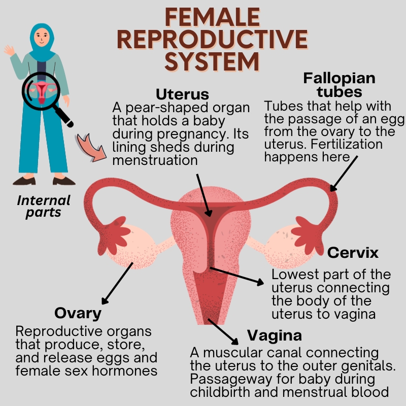 Female Reproductive System 1