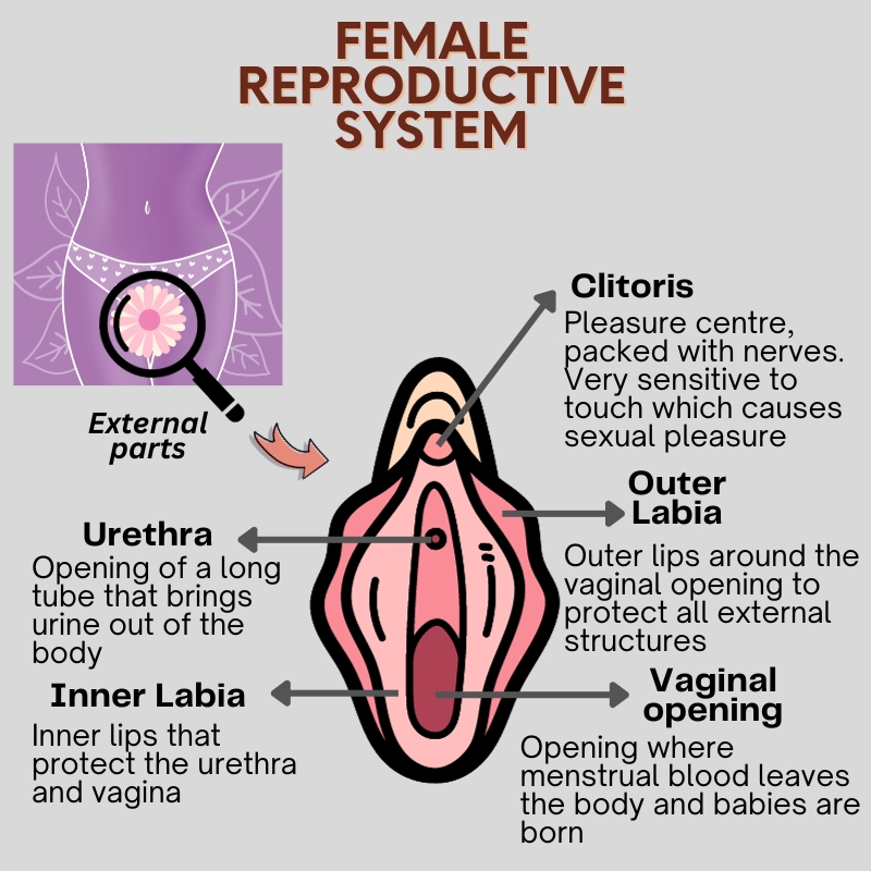Female Reproductive System 2