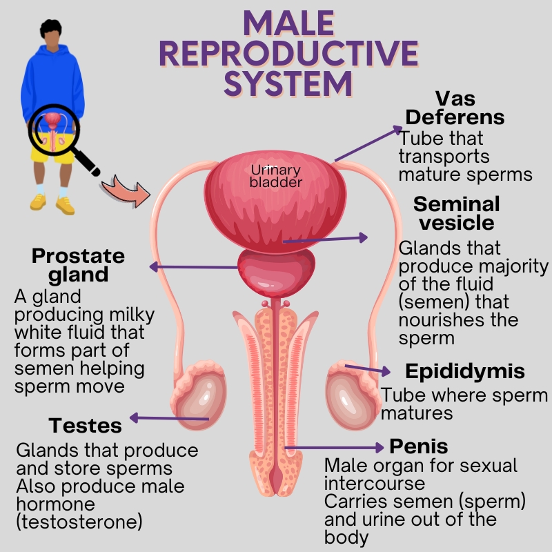 Male Reproductive System