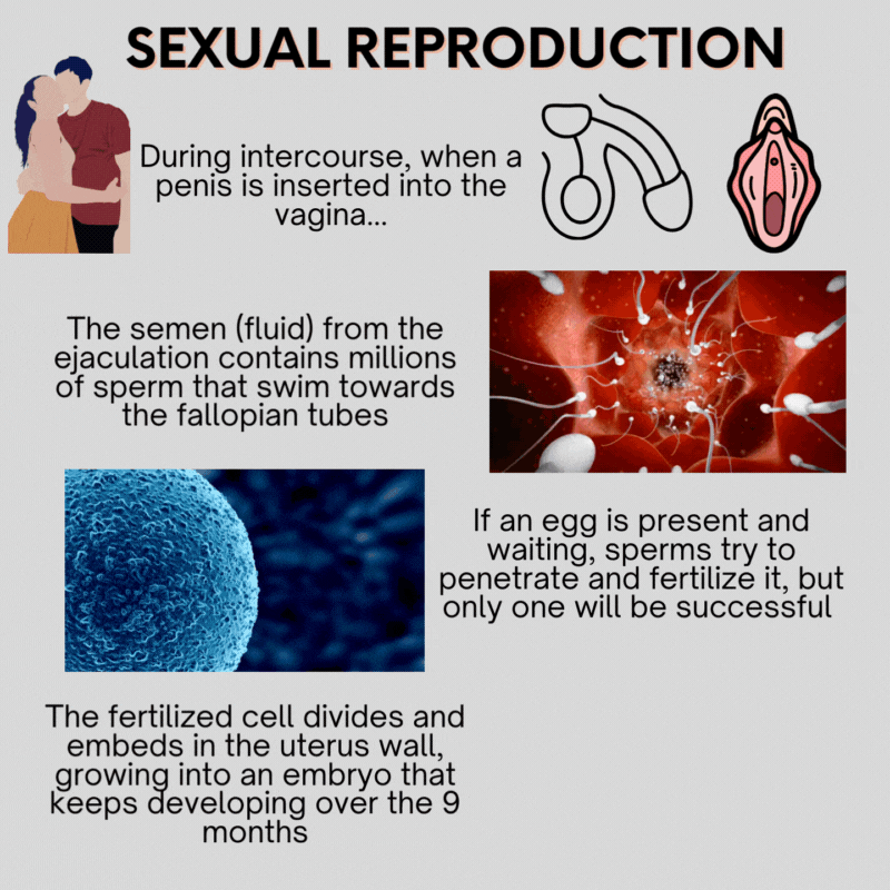 Sexual Reproduction